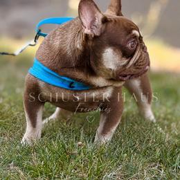 Brick - Tricolors male French Bulldog puppy in Harmony, North Carolina from Schuster Haus