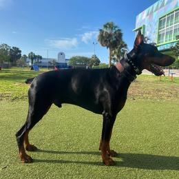 Zuko - Doberman Pinscher