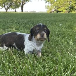 Dachshund Puppies from Monroe’s Hillcrest Dachshunds