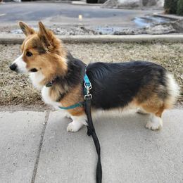 Tinkerbell - Pembroke Welsh Corgi