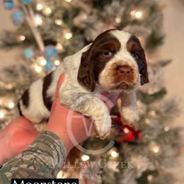 English Springer Spaniel Puppies from Willow Creek Farms