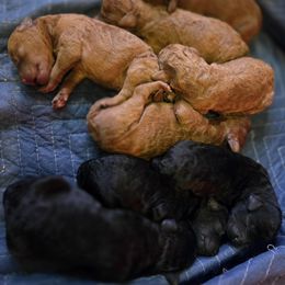 Labradoodle Puppies from P&L Doodles