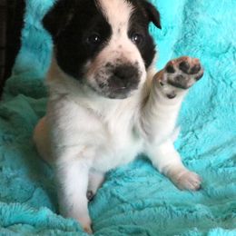 Canaan Dog Puppies from Kol Tuv Canaan Dogs