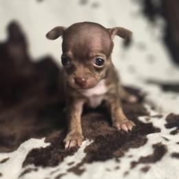 Barley - Chocolate brindled fawn male Chihuahua puppy in Plainfield, Indiana from Abby's Pampered Pooches
