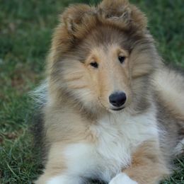 Amber - Sable and white female Collie puppy in Conneaut Lake, Pennsylvania from Val Hi Collies