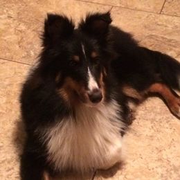 Mazy - Shetland Sheepdog