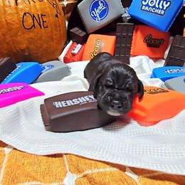 Piper - Black female Great Dane puppy in Gainesville, Florida from Your Cuddly Companions