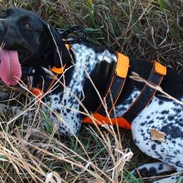 German Shorthaired Pointers from Weiland GSP's