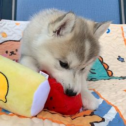 Siberian Husky Puppies from Canace Siberians