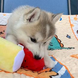 Siberian Husky Puppies from Canace Siberians