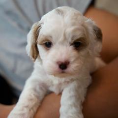 Mochi - Blenheim female Cavapoo puppy in Omaha, Nebraska from Danielle Elhabbal
