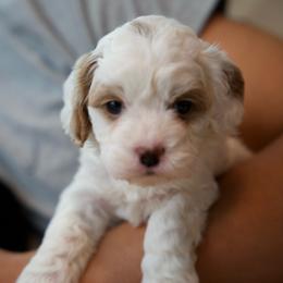 Mochi - Blenheim female Cavapoo puppy in Omaha, Nebraska from Danielle Elhabbal