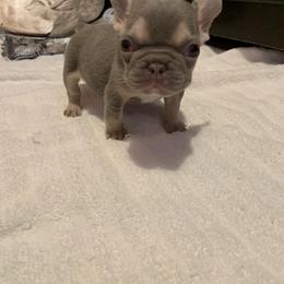Peach - Tricolors female French Bulldog puppy in South Gate, California from Creations Bulldogs