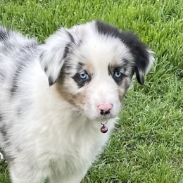 Girl 3 - Blue merle Australian Shepherd puppy in Blum, Texas from 4P Poteet Farms