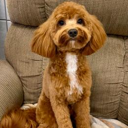 Ernie - Goldendoodle
