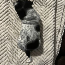 Dachshund Puppies from Jag Fam Dachshunds