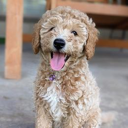 Double Doodle and Goldendoodle Puppies from Big Red Paw Doodles