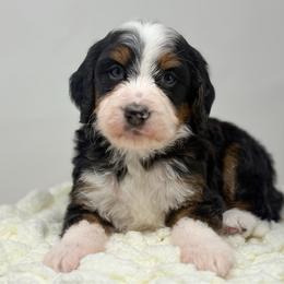 Chorus - Tri-color male Bernedoodle puppy in Fleming, Colorado from Vandenbark Doodles