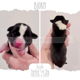 Bjorn - Brindle and white male American Corgi puppy in Santaquin, Utah from Blacktail Mountain Corgis