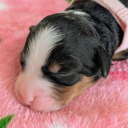 Pink - Tri-color female Bernedoodle puppy in Beaumont, Texas from Joy's Dood Ranch