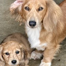 Ember - Red Dachshund puppy in Alva, Florida from Salty C's Dachshunds