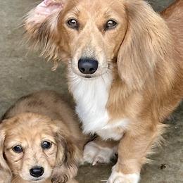 Ember - Red Dachshund puppy in Alva, Florida from Salty C's Dachshunds