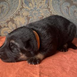 Orange collar girl - Black and red female German Shepherd puppy in Coleta, Illinois from Four Leaf Farm- Vom Vierblättriges Bauernhof