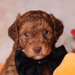 Cairo - Chocolate male Goldendoodle puppy in Forney, Texas from Diamond Doodle Pups and Poodles