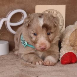 Riggs - Grey Collar - Red merle male Border Collie puppy in Courtland, Alabama from C Bar C Ranch Border Collies