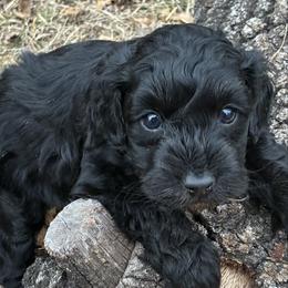 Ricoh - Black and white male Aussiedoodle puppy in Oklahoma City, Oklahoma from Foneb Farm - The F1B Farm