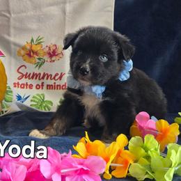 Yoda - Black tri-color male Australian Shepherd puppy in Smithfield, Utah from Invictus Farms