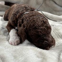 Sedge - Grey Collar - Brown male Poodle puppy in Monroe, North Carolina from The Klepper Homestead