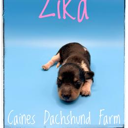 Zika - Piebald female Dachshund puppy in Cincinnati, Ohio from Caines Dachshund Farm
