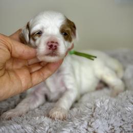 Green - Red male Australian Labradoodle puppy in Antelope, California from Adorable Labradoodle
