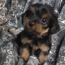Red - Black and tan male Yorkshire Terrier puppy in Perry, Florida from Lanes-Scraps