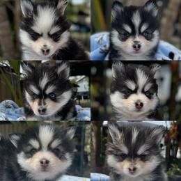 Pomsky Puppies from Lara's Ranch Pomskies