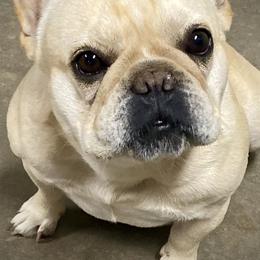 French Bulldogs from East 40 Frenchies
