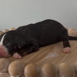 Eleven - Tri-color female Bernedoodle puppy in Cartersville, Georgia from Simply Blessed Doodles