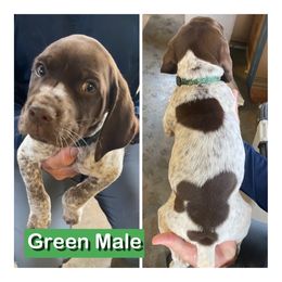 Green collar - Liver roan male German Shorthaired Pointer puppy in Beaverdam, Virginia from Harts Hill Kennel