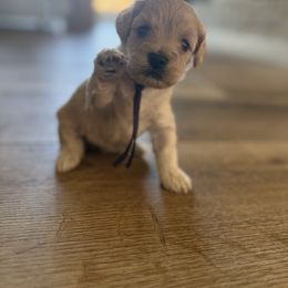 Rory - Buff and white female Cockapoo puppy in Yuba City, California from The Doodle Barn