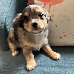 Ruby - Merle female Chihuahua puppy in Monterey, Virginia from Blue Grass Valley Chihuahuas
