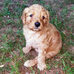 Goldendoodle Puppies from South Paw Doodles