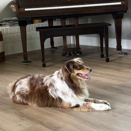 Miniature Australian Shepherd Puppies from Southern Oak Pups