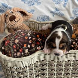 Ace - Black white and tan male Beagle puppy in Meridianville, Alabama from Spear Haven Beagles (formerly Spear Lake Beagles)