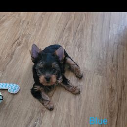 Blue collar - Blue and gold male Yorkshire Terrier puppy in Dunedin, Florida from Cantlon Yorkshire Terriers