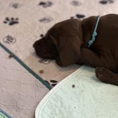 Pudelpointer Puppies from High Power Pudelpointers