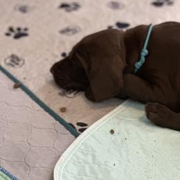 Pudelpointer Puppies from High Power Pudelpointers
