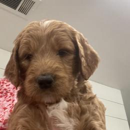 Goldendoodle Puppies from Marshall Goldendoodles