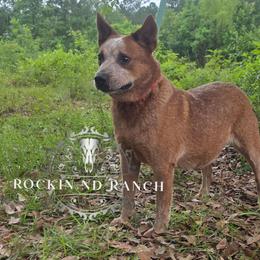 Stormy - AKC, Embark DNA - Australian Cattle Dog