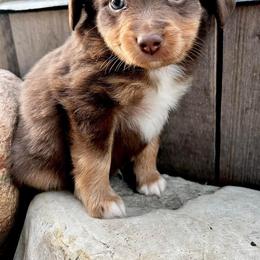 Toy Australian Shepherd Puppies from Kickapoo Creek Toy Aussies